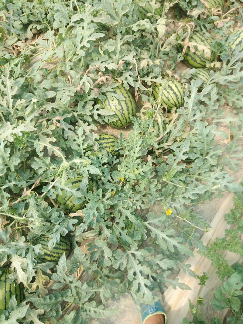 全美2K西瓜，万亩西瓜种植区，本基地直供600亩