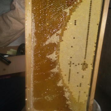 自家散养土蜜蜂！有少量土蜂蜜出售！