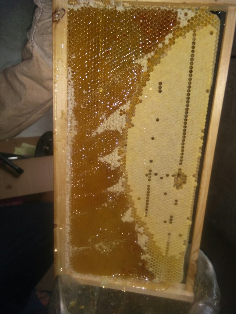 自家散养土蜜蜂！有少量土蜂蜜出售！