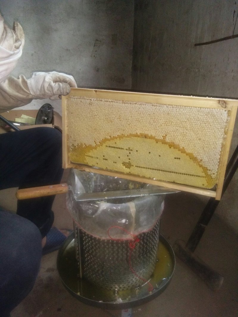 自家散养土蜜蜂！有少量土蜂蜜出售！