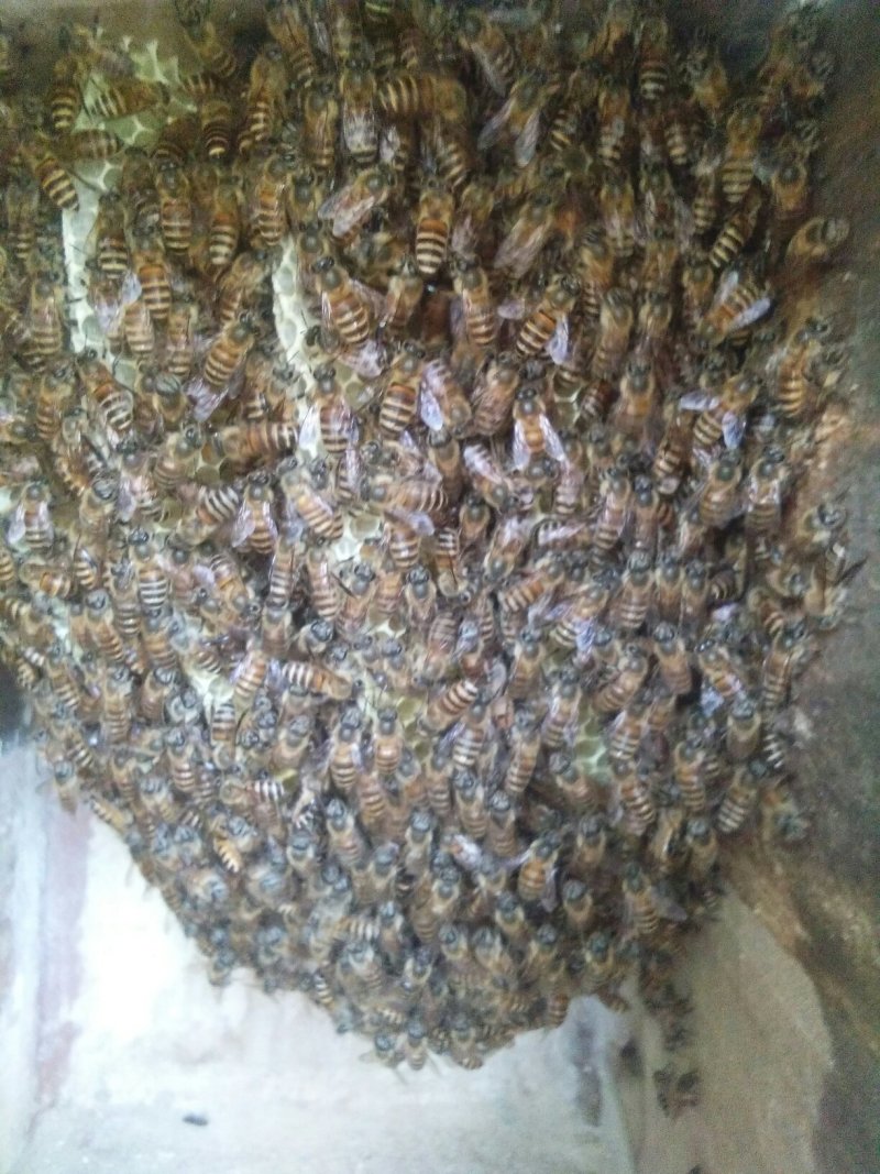 自家散养土蜜蜂！有少量土蜂蜜出售！