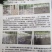 金蝉种苗100根包邮