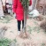 紫穗槐，高度一米以上优质苗，无病虫害，根系完好