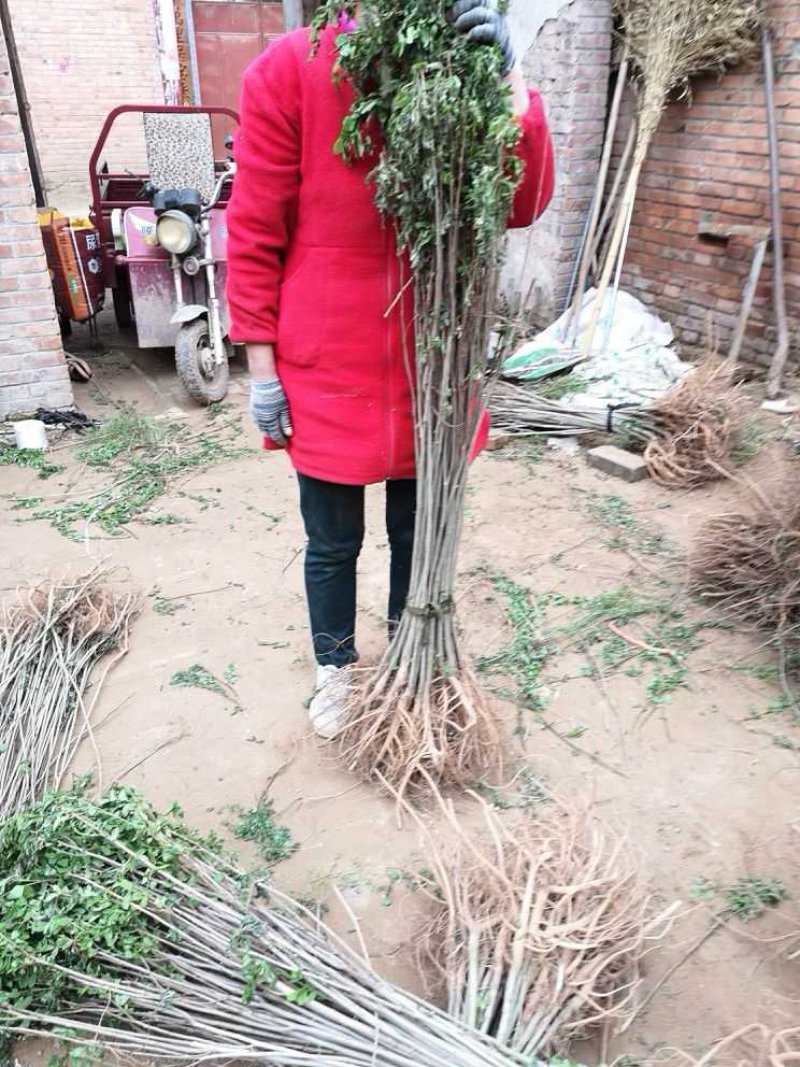 紫穗槐，高度一米以上优质苗，无病虫害，根系完好