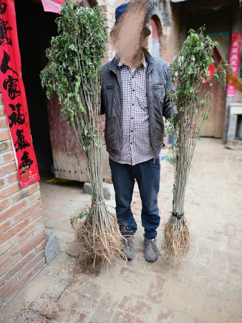 紫穗槐，高度一米以上优质苗，无病虫害，根系完好