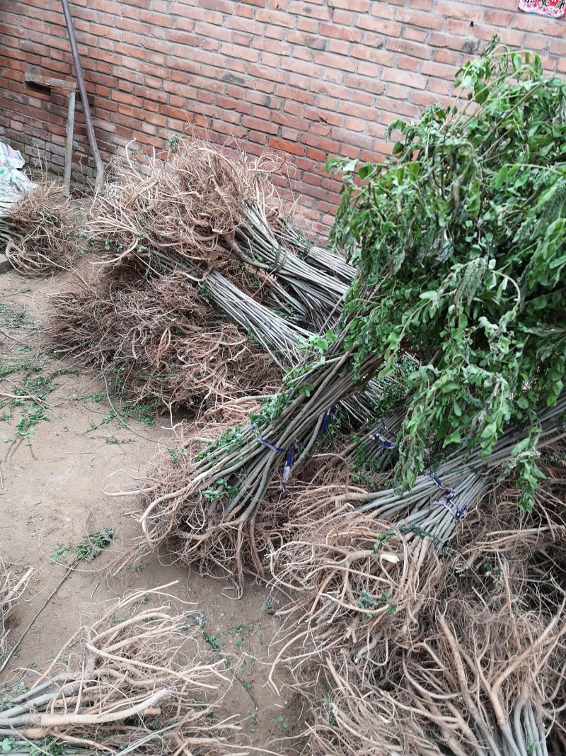 紫穗槐，高度一米以上优质苗，无病虫害，根系完好