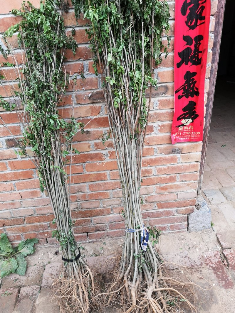 紫穗槐，高度一米以上优质苗，无病虫害，根系完好