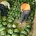 产地直供:蒲城甜王西瓜，个头大糖份高，耐储存运输一手货源