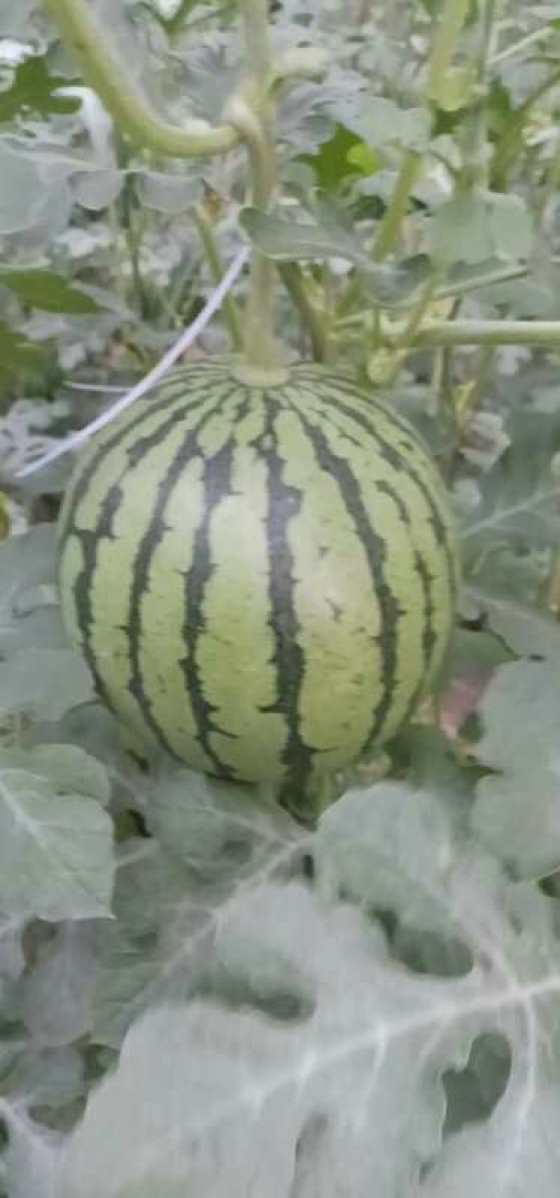 黄金西瓜，彩虹西瓜