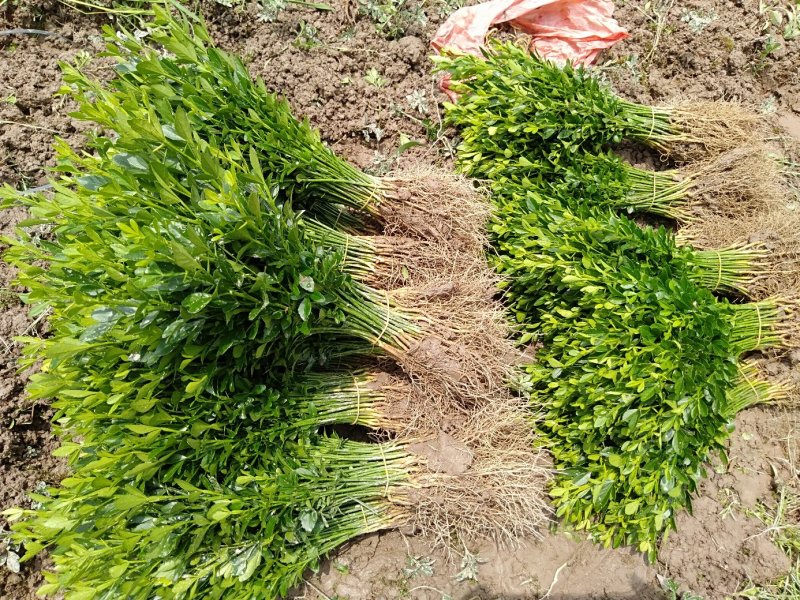 【热卖】枳壳苗枳壳小苗广西桂林阳朔枳壳苗包邮
