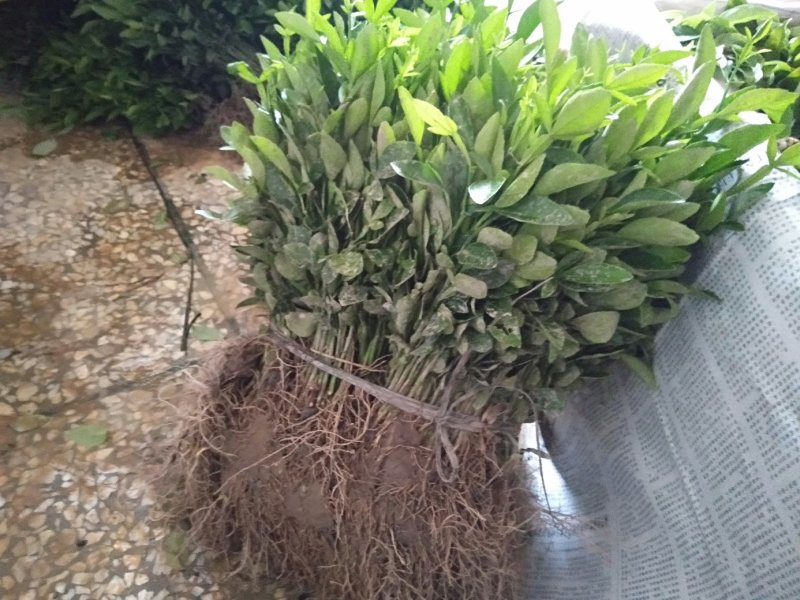 枳橙苗包邮左里卡积橙实生苗大量供应