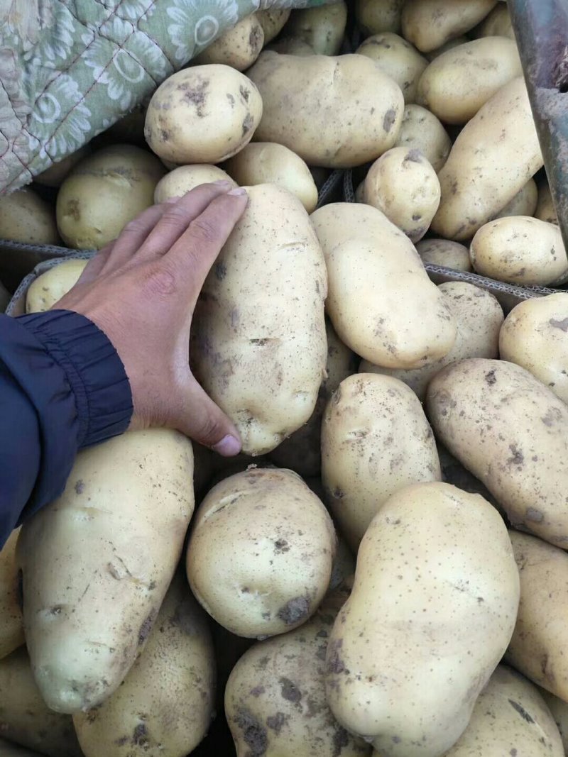 土豆大量上市了有要的快联系吧