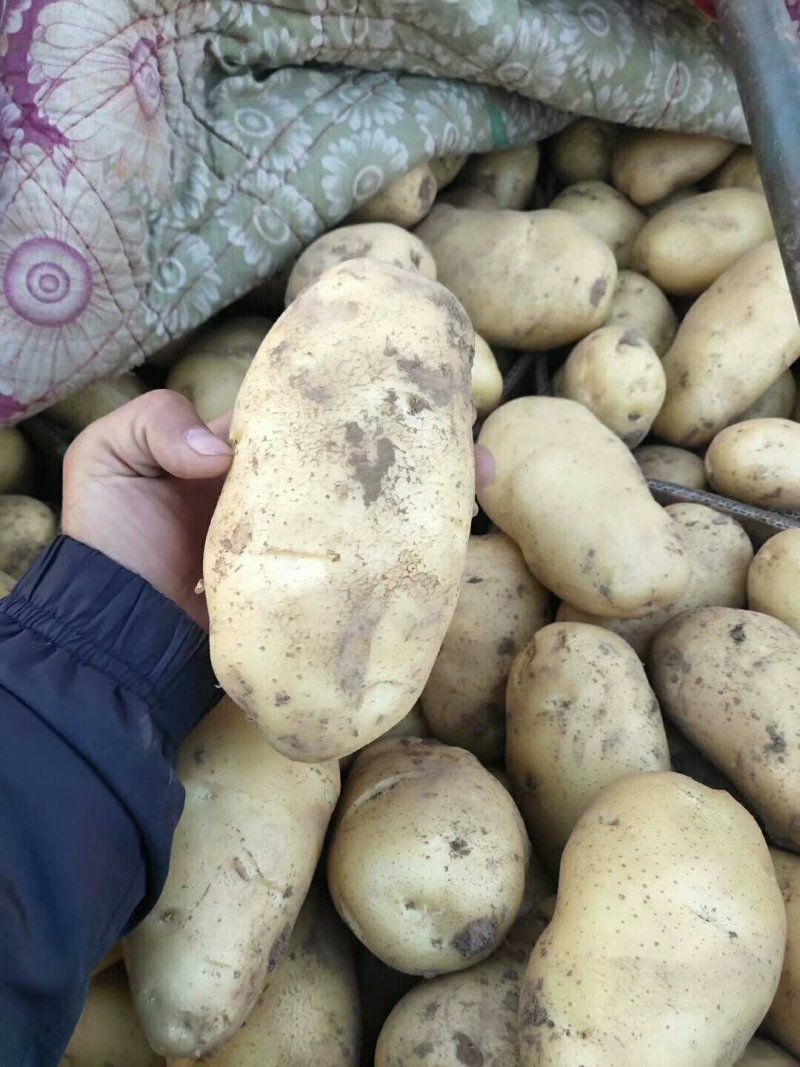 土豆大量上市了有要的快联系吧