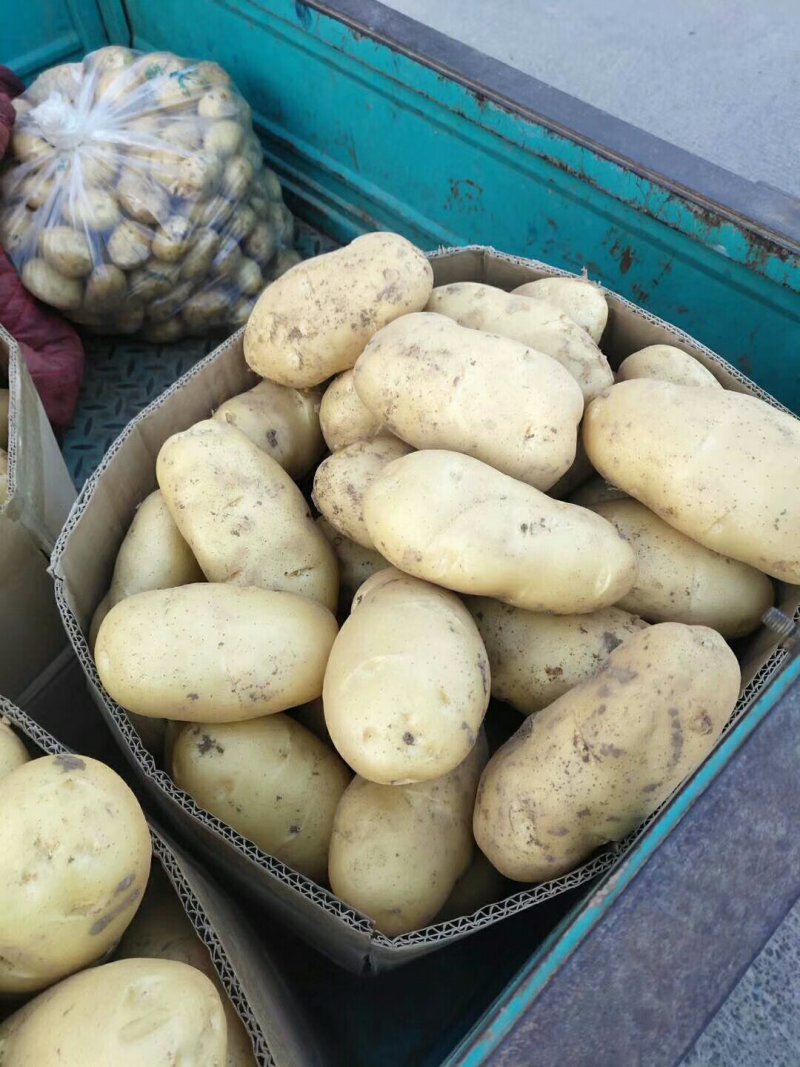 土豆大量上市了有要的快联系吧