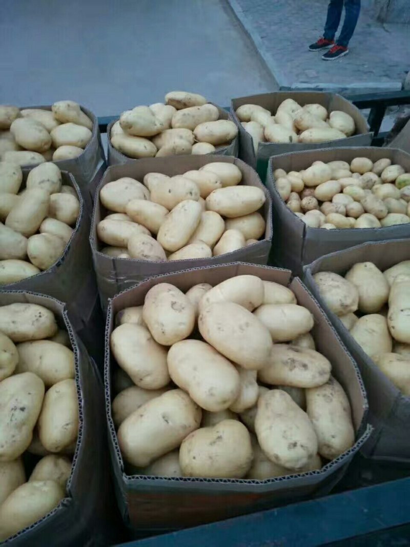 土豆大量上市了有要的快联系吧