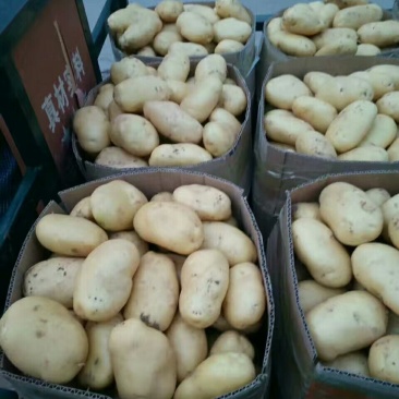 土豆大量上市了有要的快联系吧