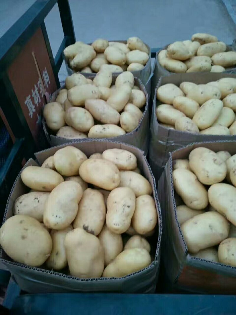 土豆大量上市了有要的快联系吧
