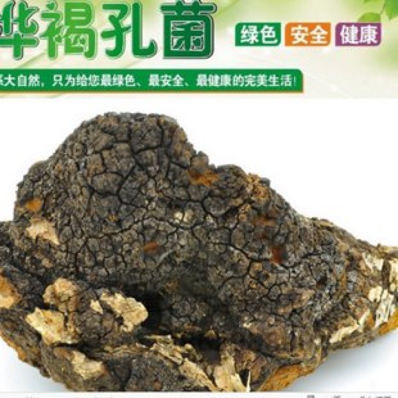 桦树茸野生