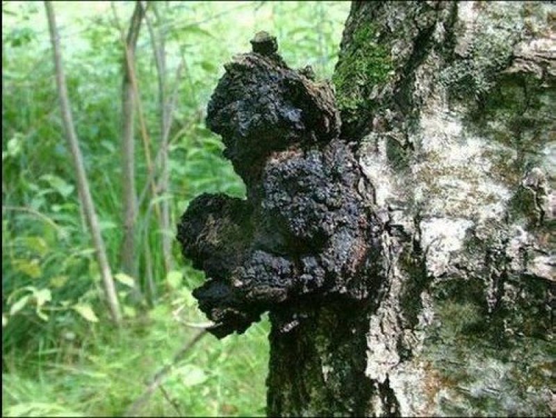 桦树茸野生