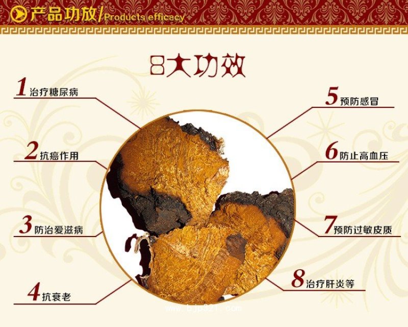 桦树茸野生