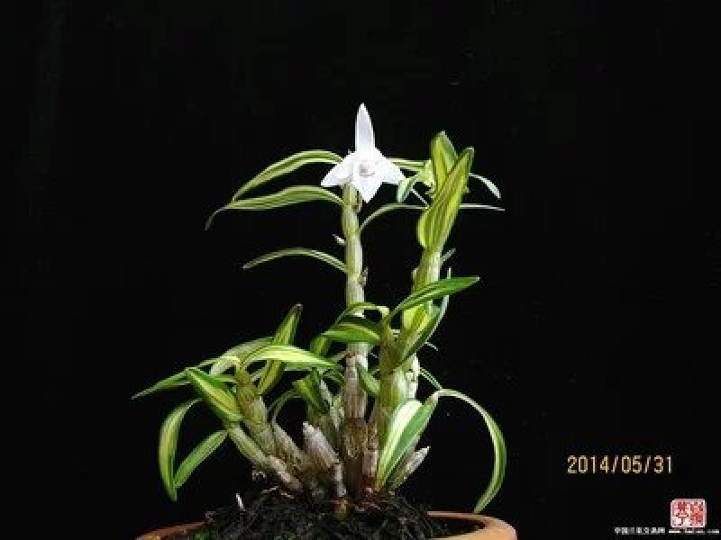 石斛枫斗