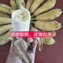 广西南宁香蕉-皇帝蕉自家种的西贡蕉32元8斤净果包