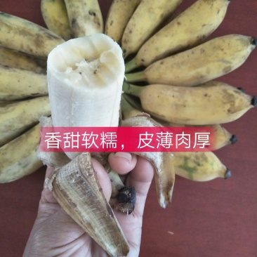 广西南宁香蕉-皇帝蕉自家种的西贡蕉33元8斤净果包