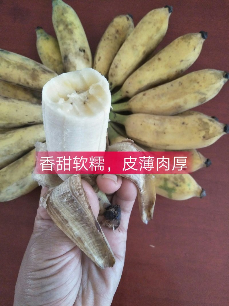 广西南宁香蕉-皇帝蕉自家种的西贡蕉33元8斤净果包