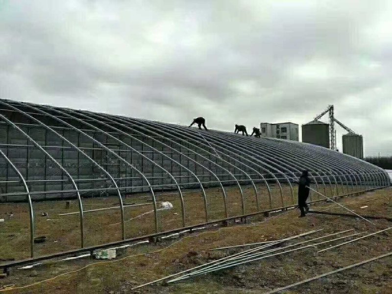 需要养殖大棚，种植大棚，连栋单体大棚，大棚骨架