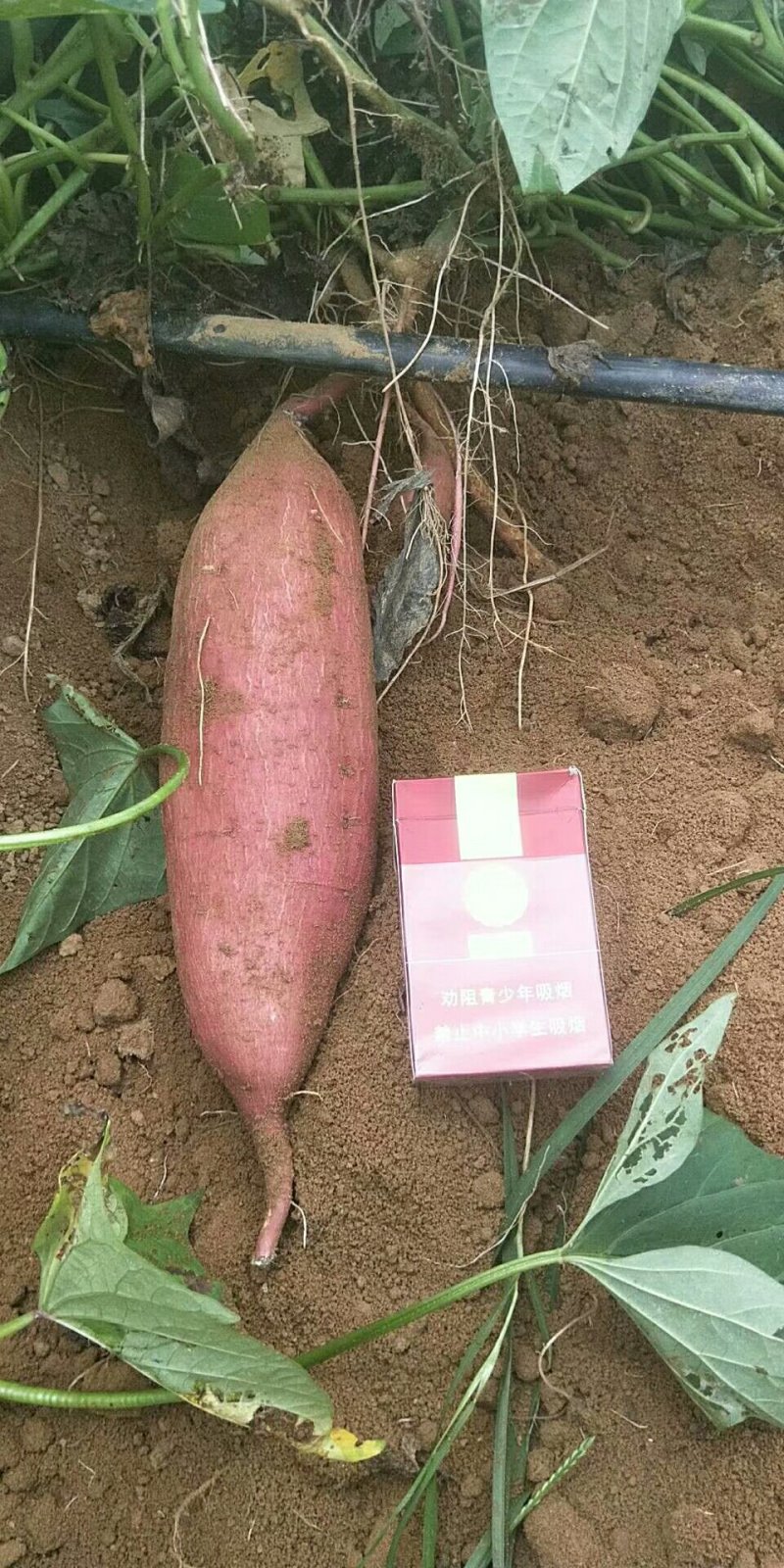 大量供应各个品种红薯，一流的采购服务让您安心无忧。