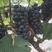 葡萄夏黑葡萄串大色好味甜产地直供大量上市