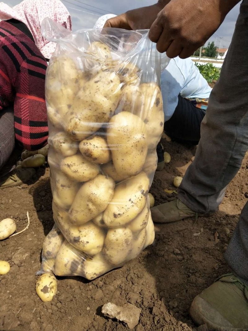 荷兰十五产地直销！全国发货直供，产地一手货源