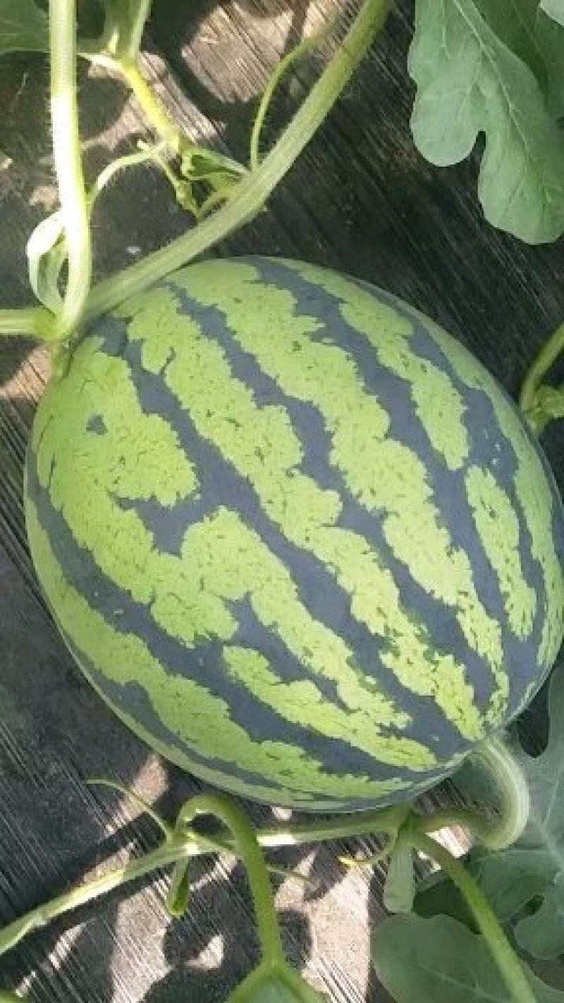 甜王西瓜大量上市