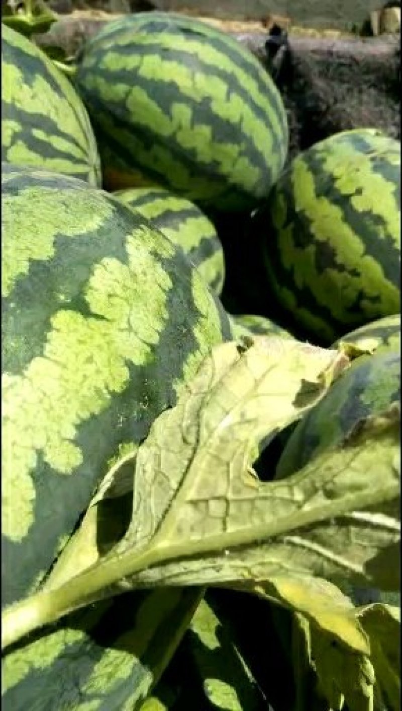 甜王西瓜大量上市