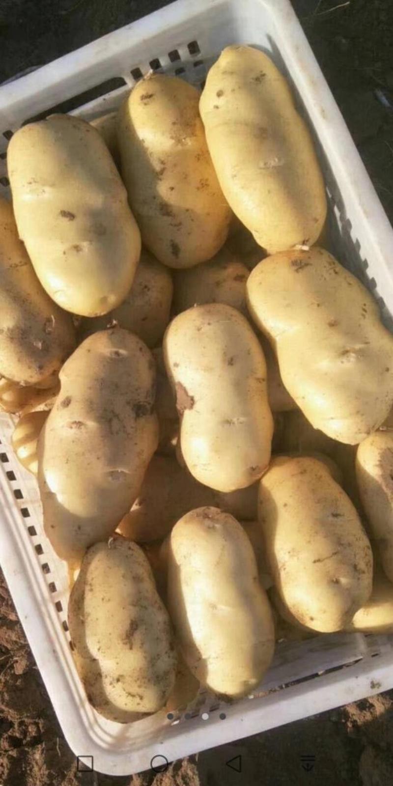 土豆（荷兰十五）三两以上，全国各地发货，新土豆大量有货