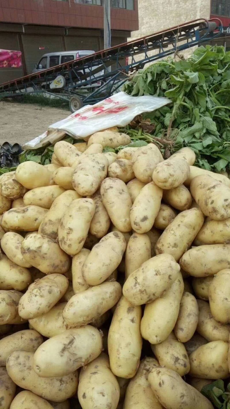 优质荷兰十五土豆新鲜土豆大量有货价格便宜产地直发