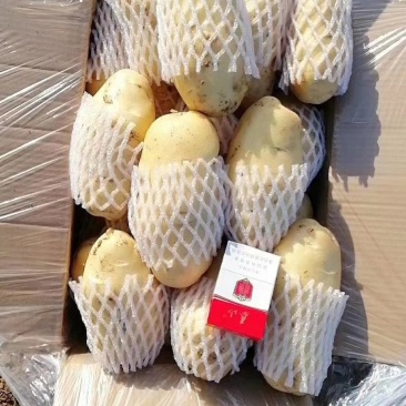 优质荷兰十五土豆新鲜土豆大量有货价格便宜产地直发