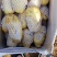 优质荷兰十五土豆新鲜土豆大量有货价格便宜产地直发