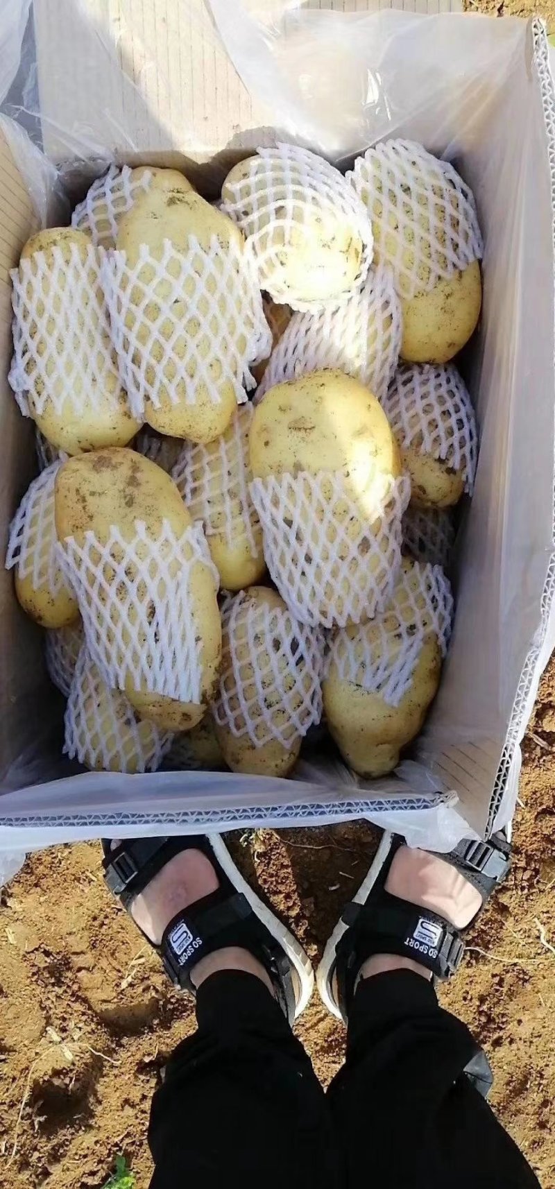 优质荷兰十五土豆新鲜土豆大量有货价格便宜产地直发