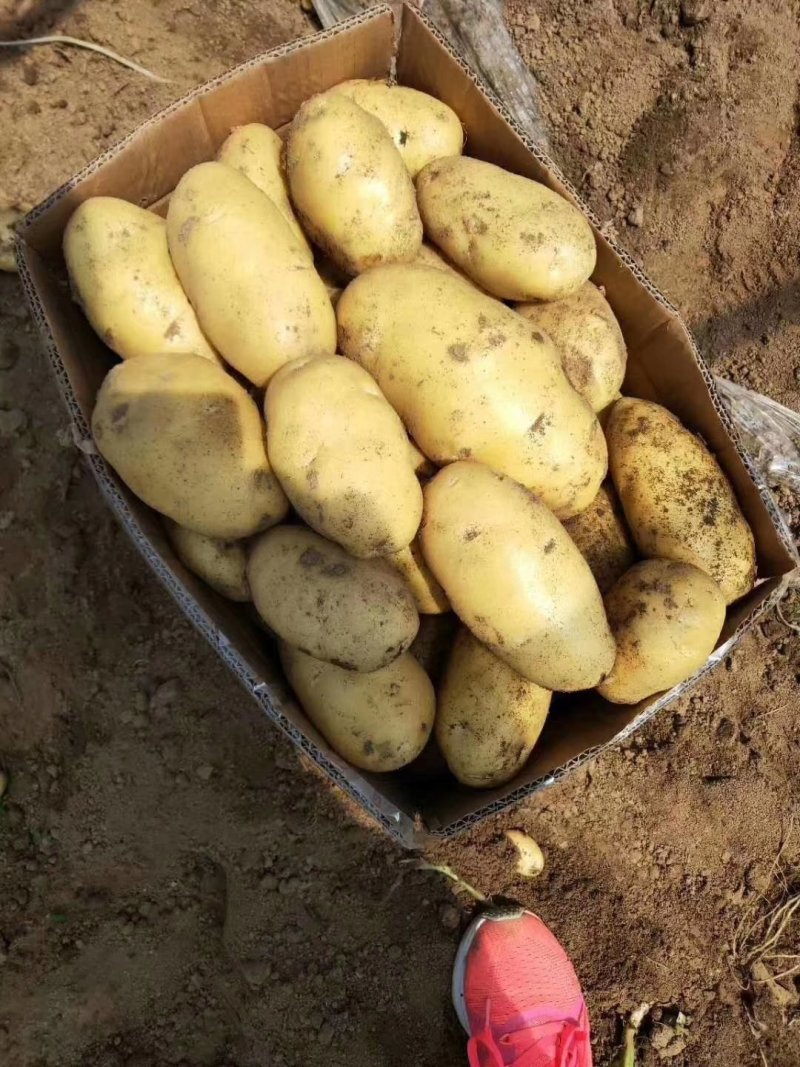 优质荷兰十五土豆新鲜土豆大量有货价格便宜产地直发