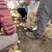 优质荷兰十五土豆新鲜土豆大量有货价格便宜产地直发