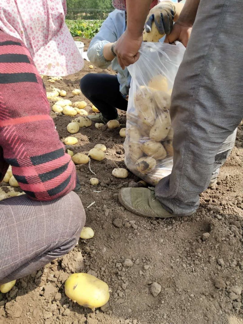 优质荷兰十五土豆新鲜土豆大量有货价格便宜产地直发