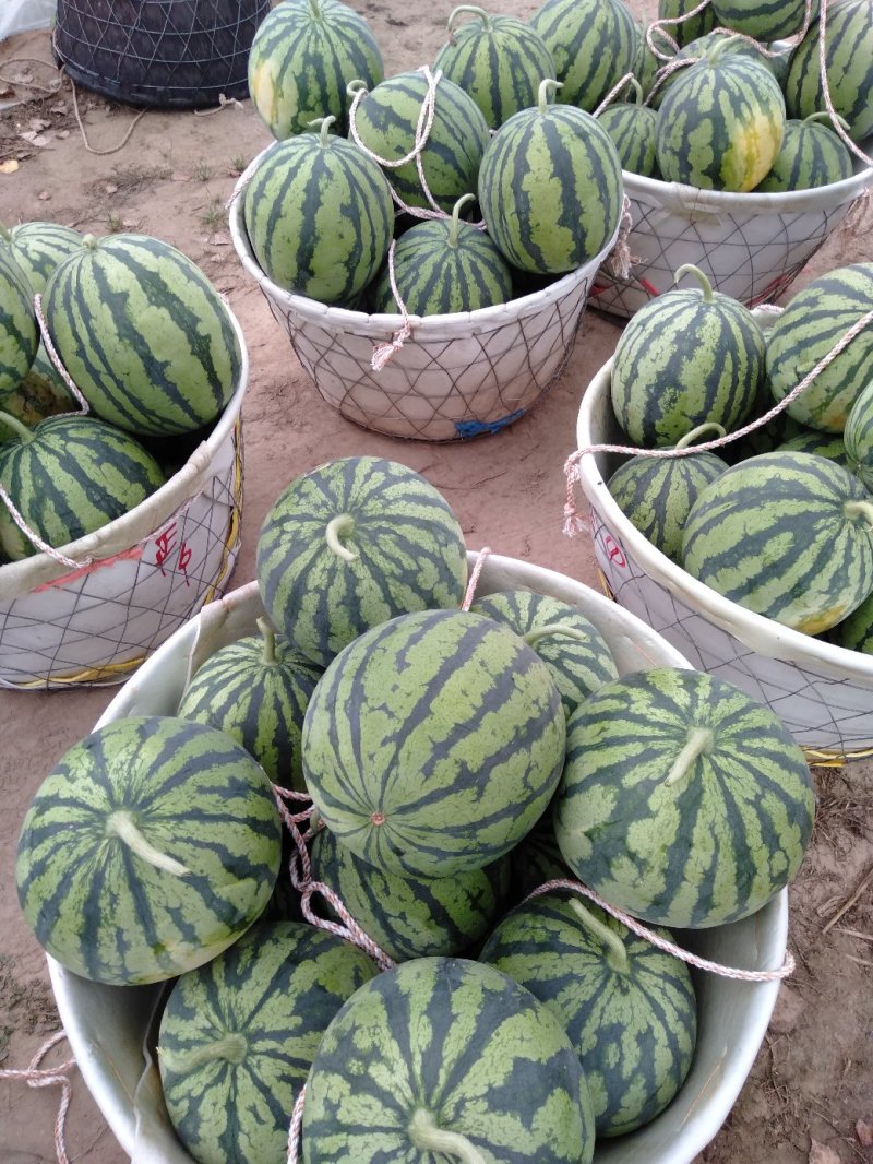 美都头茬无籽西瓜大量供应皮薄瓤红包熟包甜货源充足欢迎合作