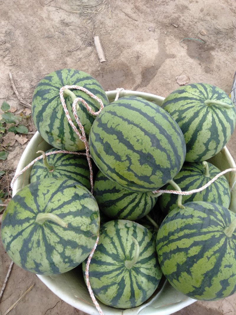 美都头茬无籽西瓜大量供应皮薄瓤红包熟包甜货源充足欢迎合作