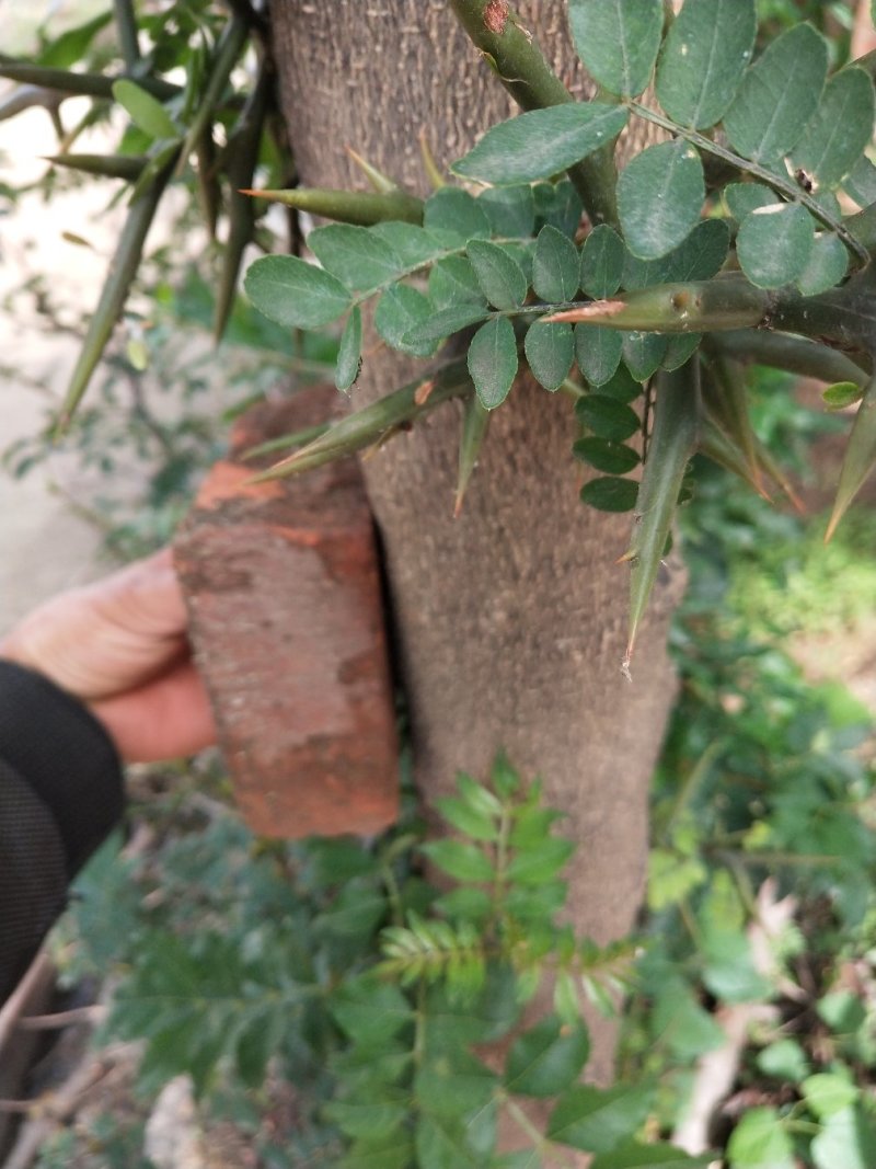 出售2000棵皂角树