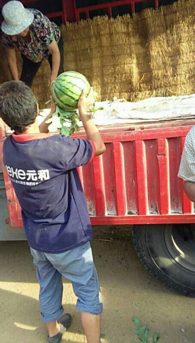 山东万亩西瓜产地批发，口感好，质量好，包熟度诚信经营