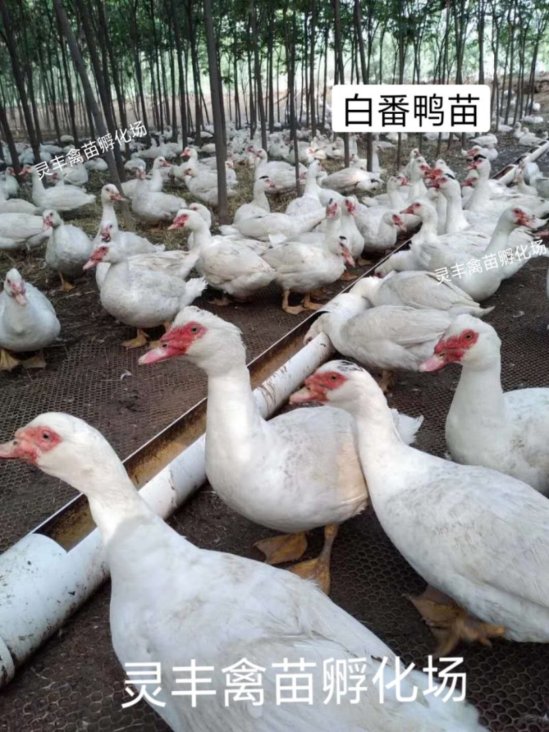 大种白番鸭苗质量保证包运输成活诚信孵化场供应