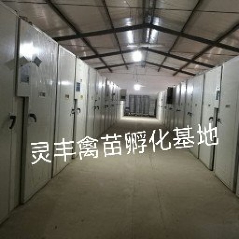 大种白番鸭苗质量保证包运输成活诚信孵化场供应