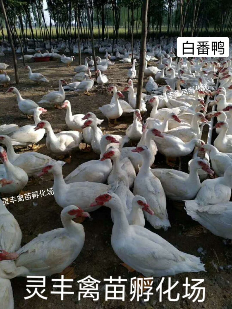 大种白番鸭苗质量保证包运输成活诚信孵化场供应