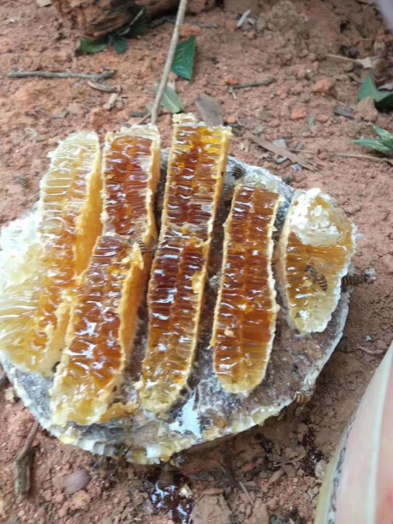 野生蜂蜜